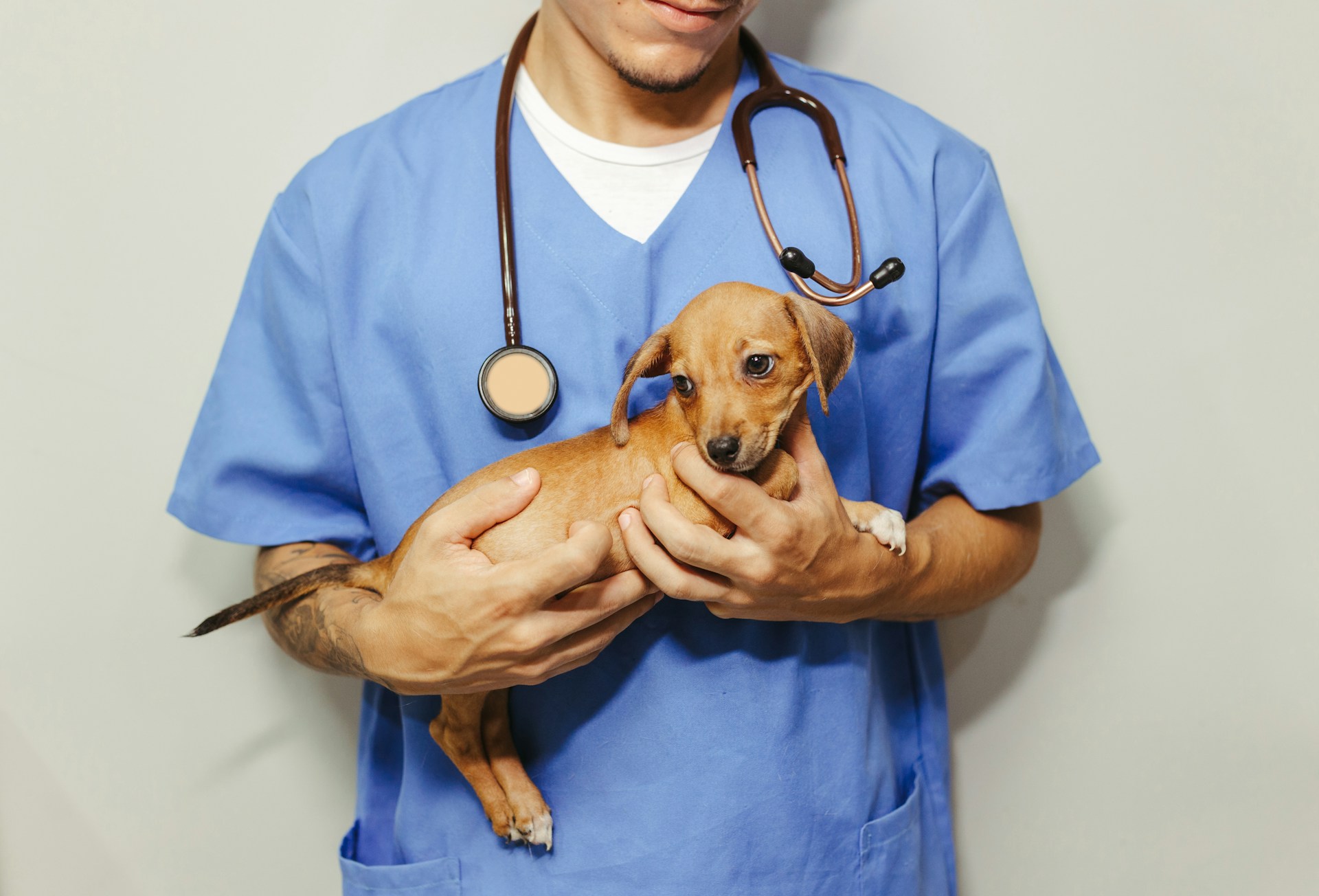 Veterinar u kuti, sa stetoskopom oko vrata drži malog psa u rukama.